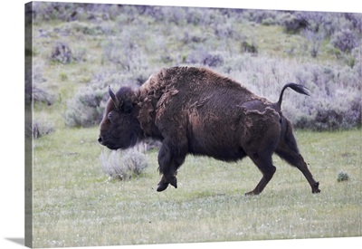 Yellowstone National Park, American Bison Cow