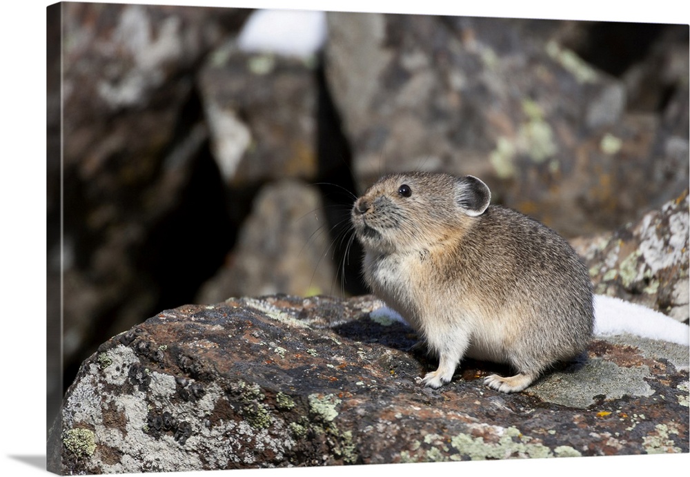 Yellowstone National Park, American pika sitting on a boulder.