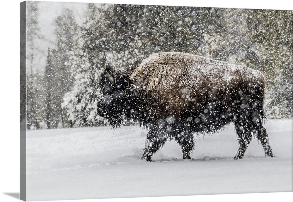 USA, Yellowstone National Park. Bison in winter