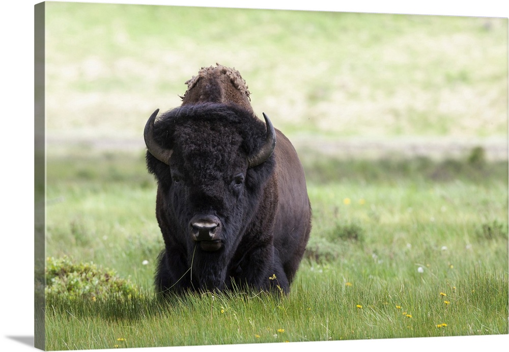 Yellowstone National Park a big bull bison standing among lush green grass.