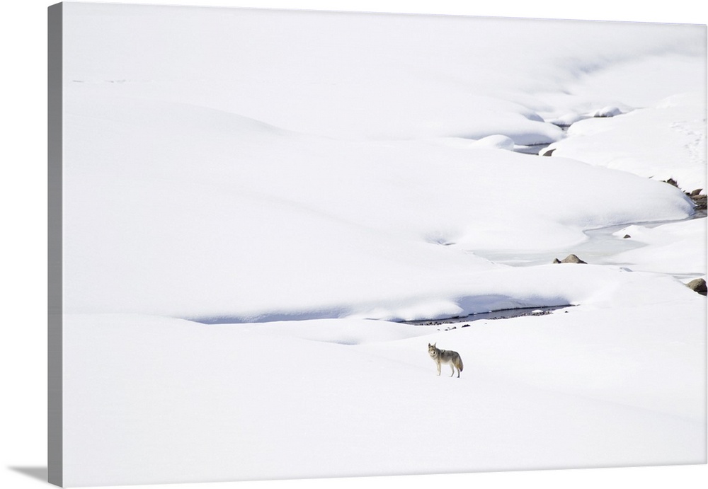 Yellowstone National Park, coyote standing in a snowy landscape.
