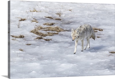 Yellowstone National Park, Coyote Walking Through The Icy Slush