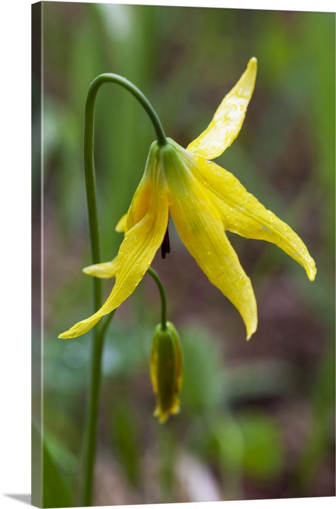 Yellowstone National Park, detail of a glacier lily.