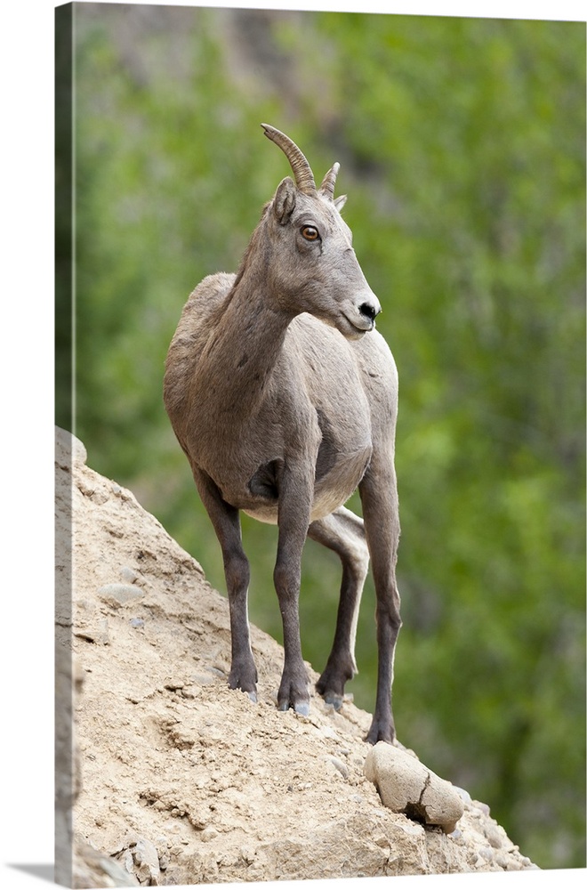 Yellowstone National Park, female bighorn sheep looking down from a steep perch.
