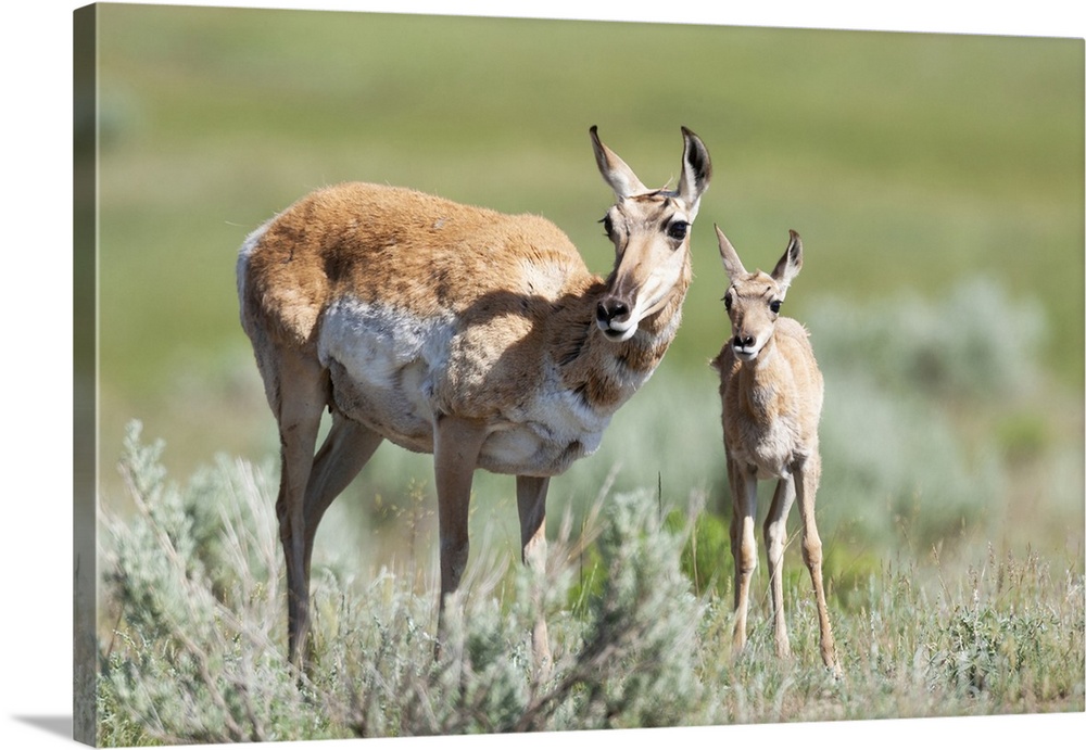 Yellowstone National Park, female pronghorn antelope standing next to her fawn.