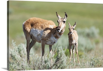 Yellowstone National Park, Female Pronghorn Antelope Standing Next To Her Fawn