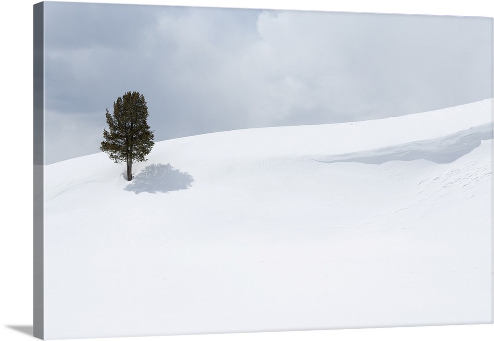 Yellowstone National Park, Lamar Valley. A lone trees standing out in the snowy landscape.