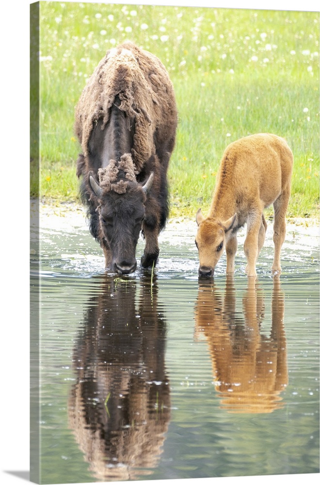 Yellowstone National Park, Lamar Valley. American bison calf stays close to last year's calf while exploring a pond.