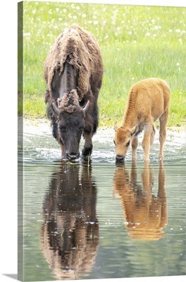 Yellowstone National Park, Lamar Valley, American Bison Calf