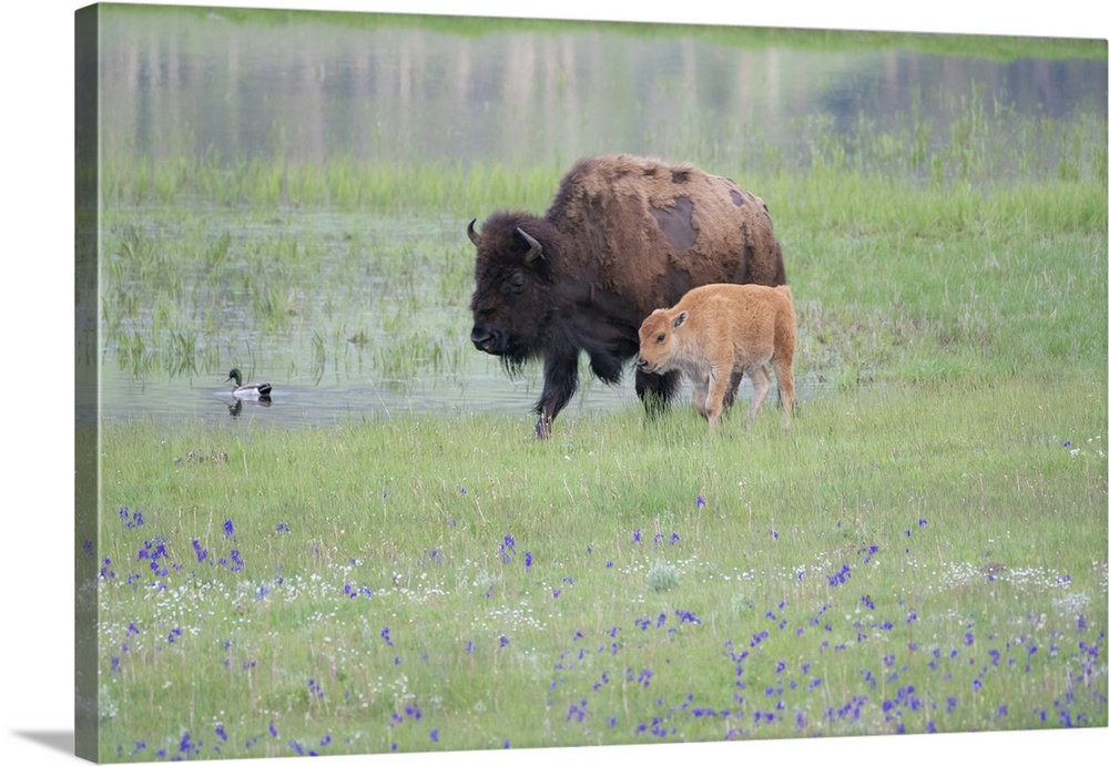 Yellowstone National Park, Lamar Valley. American bison cow with her calf walk through wildflowers and the flooded meadow.