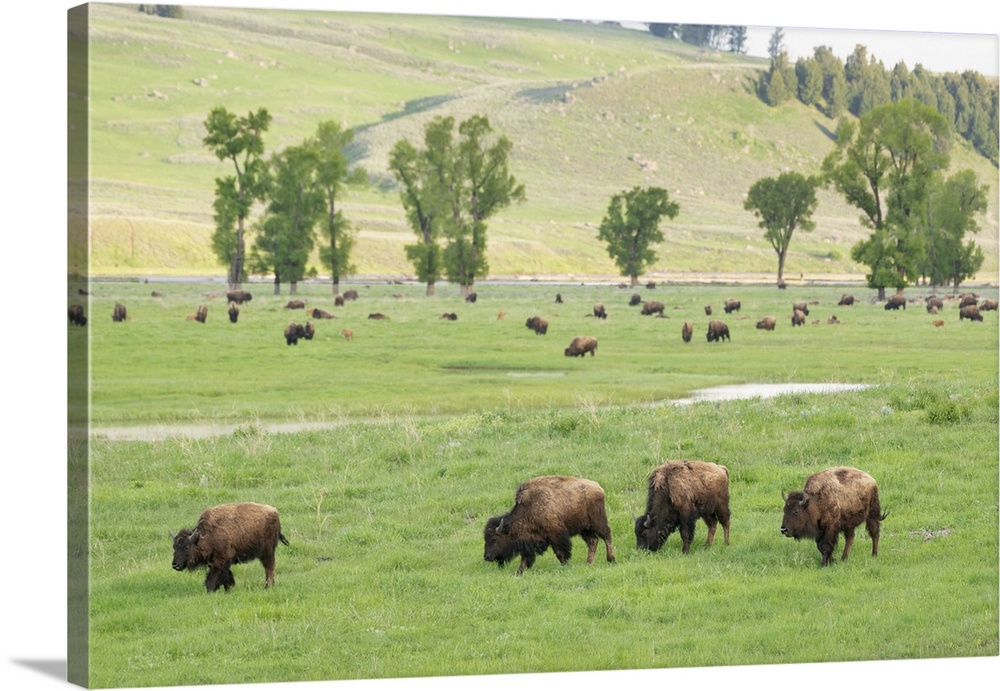 Yellowstone National Park, Lamar Valley. Bison enjoying the green grass of spring.