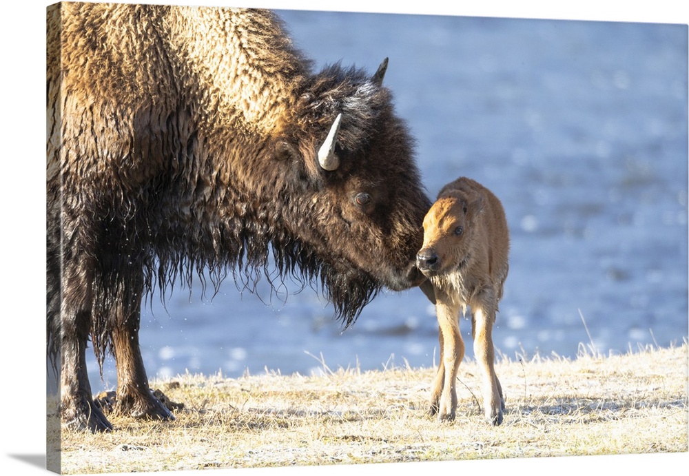 Yellowstone National Park. The newborn bison calf is wet and cold after swimming the river.