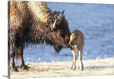 Yellowstone National Park, Newborn Bison Calf