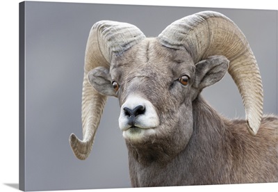 Yellowstone National Park, Portrait Of A Bighorn Ram