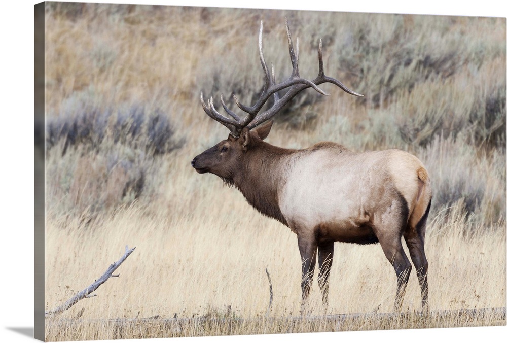 Yellowstone National Park, portrait of a bull elk with a large rack.