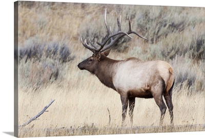 Yellowstone National Park, Portrait Of A Bull Elk With A Large Rack