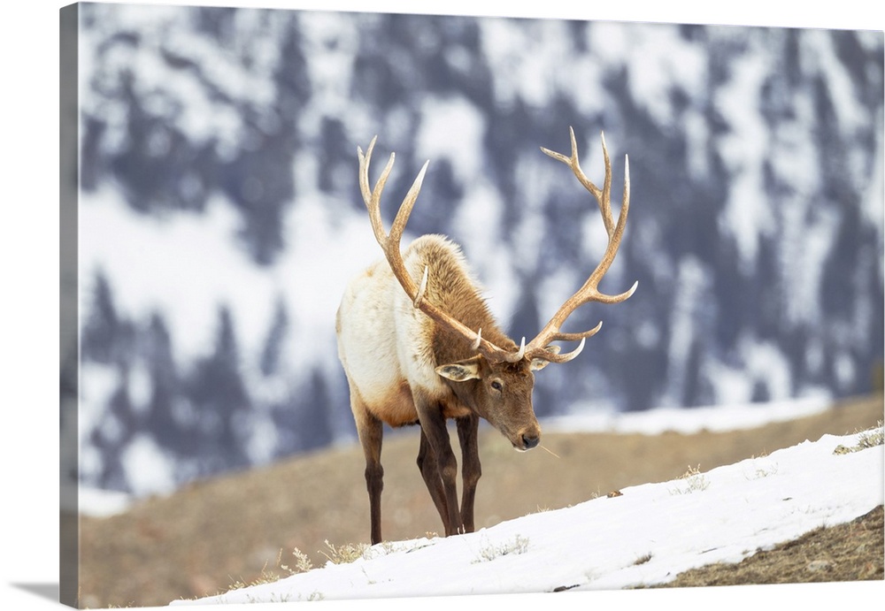 Yellowstone National Park, portrait of a bull elk with massive antlers that he hasn't shed.