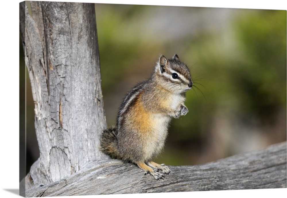 Yellowstone National Park, portrait of a chipmunk.