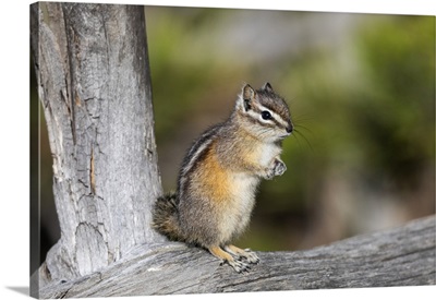 Yellowstone National Park, Portrait Of A Chipmunk
