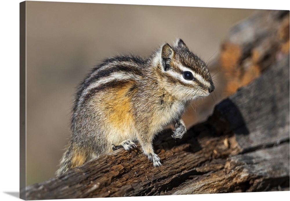 Yellowstone National Park, portrait of a chipmunk.