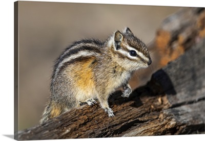 Yellowstone National Park, Portrait Of A Chipmunk