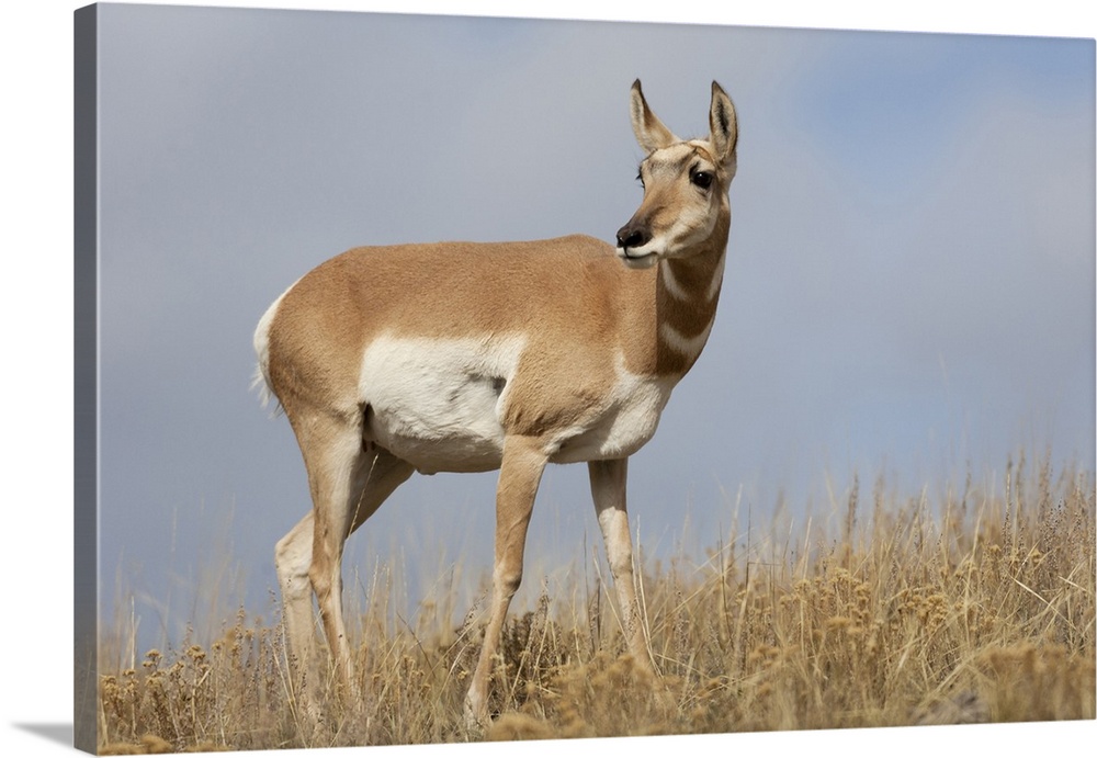 Yellowstone National Park, portrait of a female pronghorn antelope.