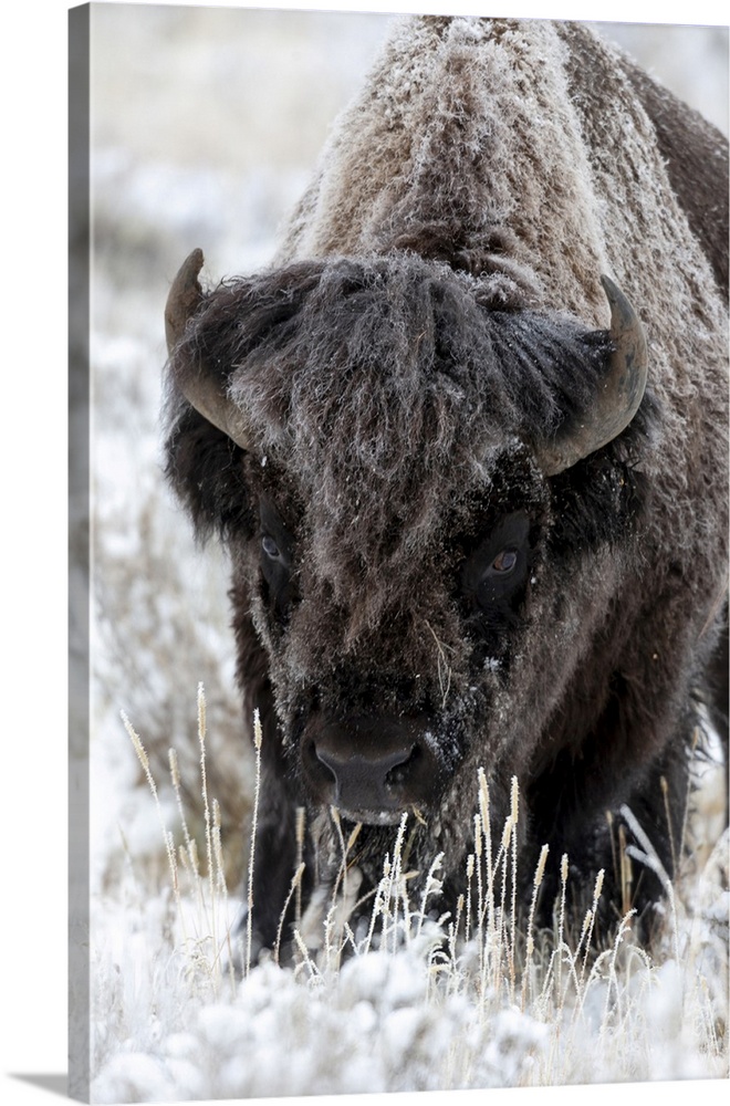 Yellowstone National Park, portrait of a frost covered American bison.