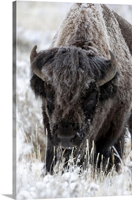 Yellowstone National Park, Portrait Of A Frost Covered American Bison