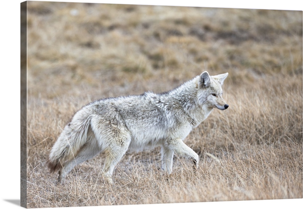 Yellowstone National Park, portrait of a light colored coyote in the dry grass of spring.