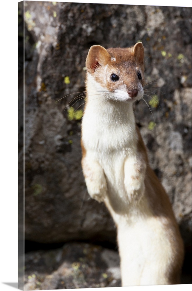 Yellowstone National Park, portrait of a long-tailed weasel.