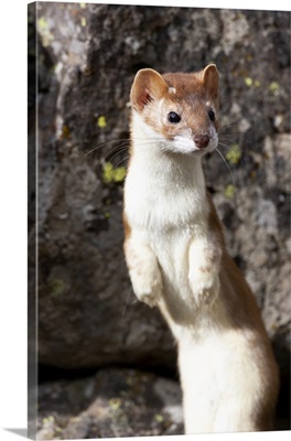 Yellowstone National Park, Portrait Of A Long-Tailed Weasel