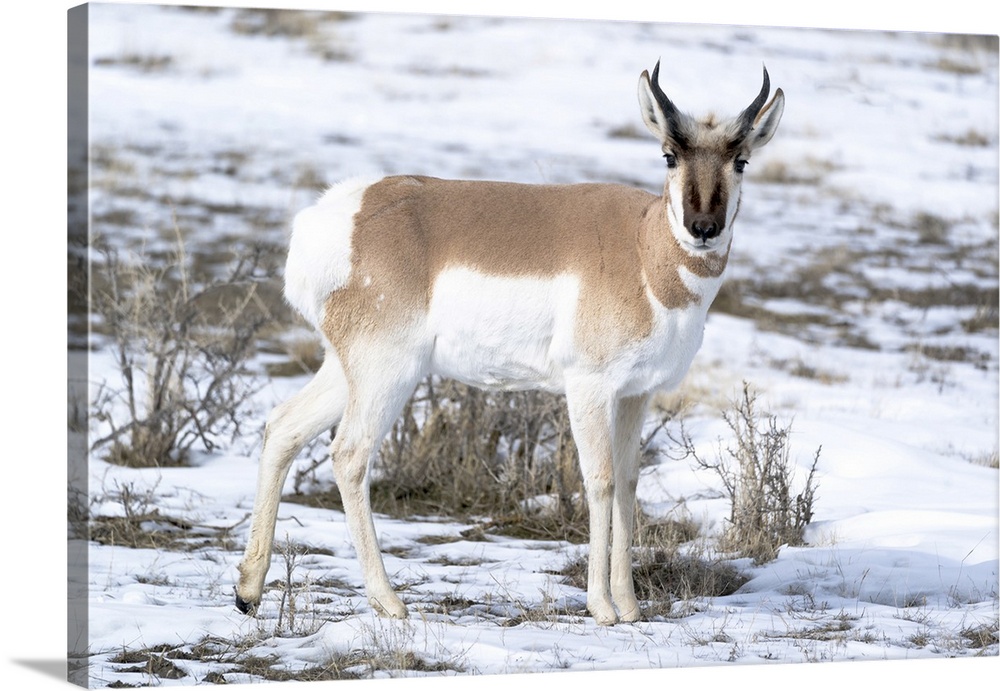 Yellowstone National Park, portrait of a male pronghorn in winter snow.