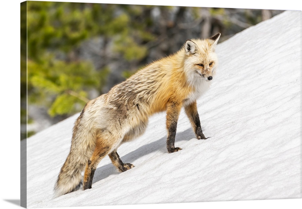 Yellowstone National Park, red fox in its spring coat walking through melting snow.
