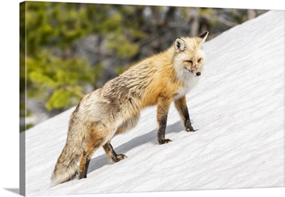 Yellowstone National Park, Red Fox In Its Spring Coat Walking Through Melting Snow