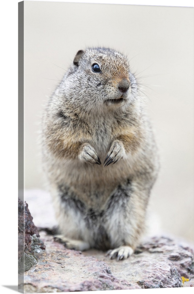 Yellowstone National Park, Richardson's ground squirrel.