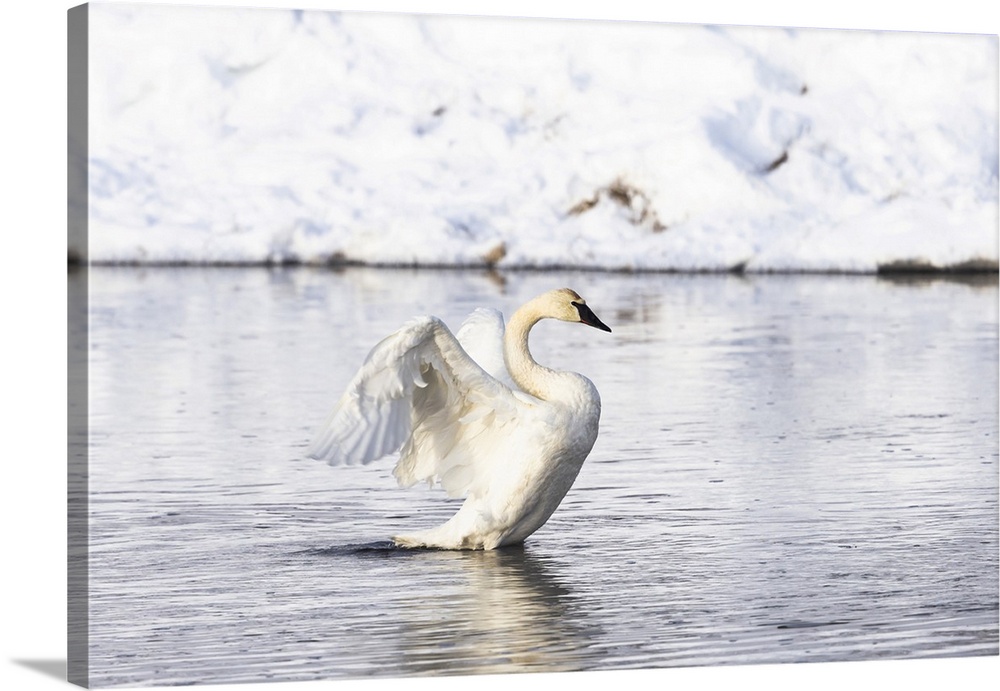Yellowstone National Park, trumpeter swan flaps its wings after preening.