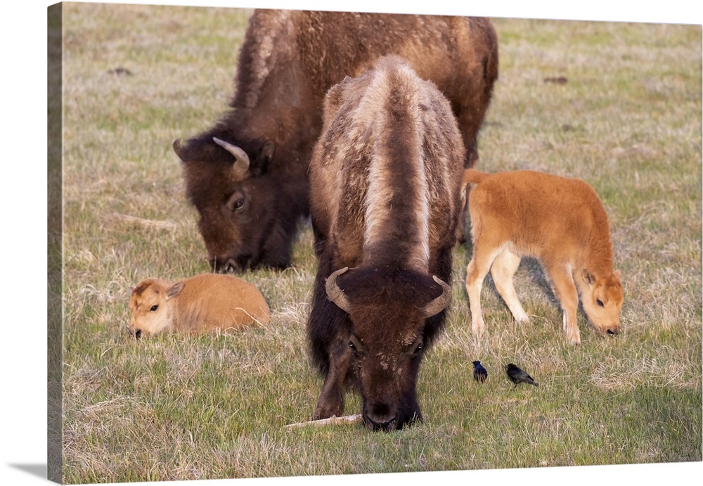 Yellowstone National Park. Two bison cows grazing with their young calves nearby.