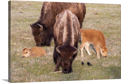 Yellowstone National Park, Two Bison Cows Grazing With Their Young Calves Nearby