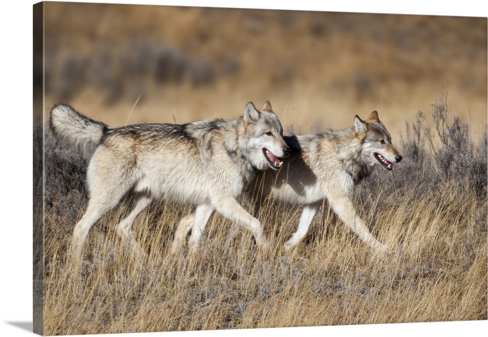 Yellowstone National Park, two gray wolves move through the dry grass.