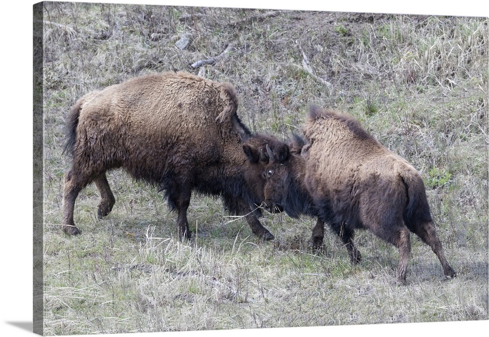 Yellowstone National Park. Two young bison playing fight.