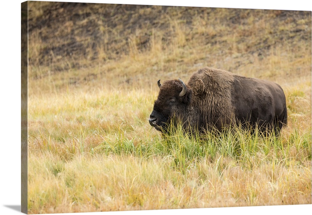 Yellowstone National Park, Wyoming, USA. American bison grazing in tall grass.