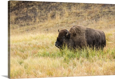Yellowstone National Park, Wyoming, American Bison Grazing In Tall Grass