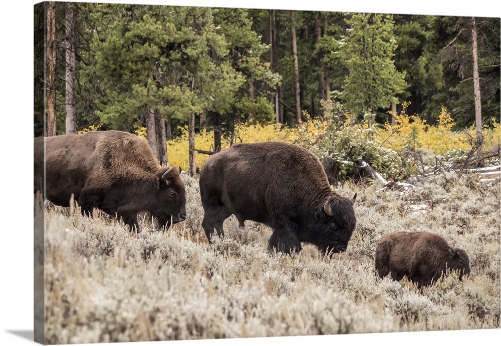 Yellowstone National Park, Wyoming, USA. Bison family walking in Lamar Valley.