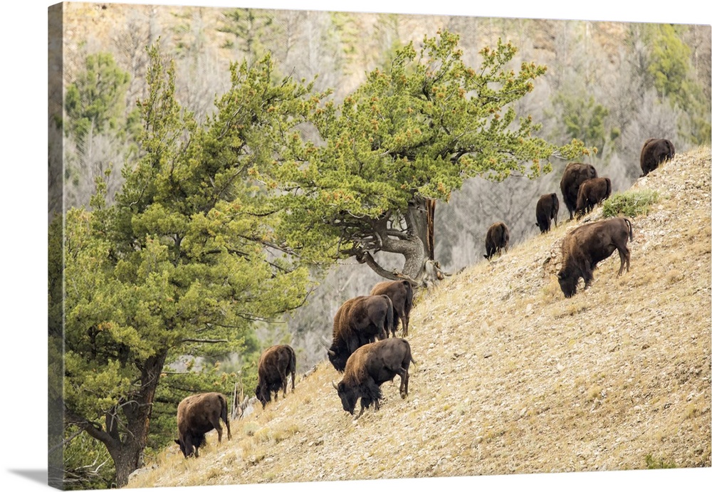 Yellowstone National Park, Wyoming, USA. Bison herd grazing on a steep hillside above Pebble Creek, Lamar Valley.