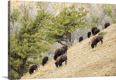 Yellowstone National Park, Wyoming, Bison Herd Grazing, Pebble Creek, Lamar Valley