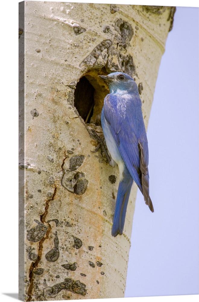 Yellowstone National Park, Wyoming, USA. Male mountain bluebird perched by its nesting hole on a paper birch tree.