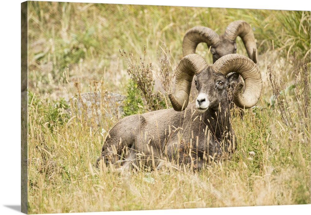 Yellowstone National Park, Wyoming, USA. Two male Bighorn Sheep resting.