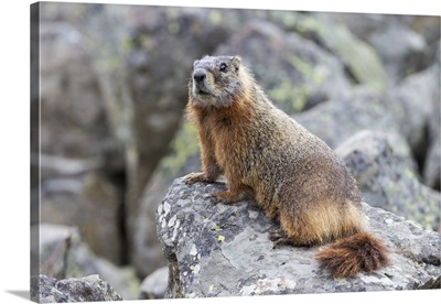 Yellowstone National Park, Yellow-Bellied Marmot Posing On A Rock