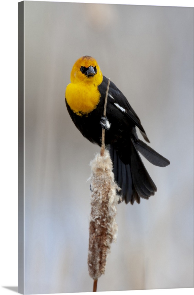 Yellowstone National Park, yellow-headed blackbird perched on a reed.