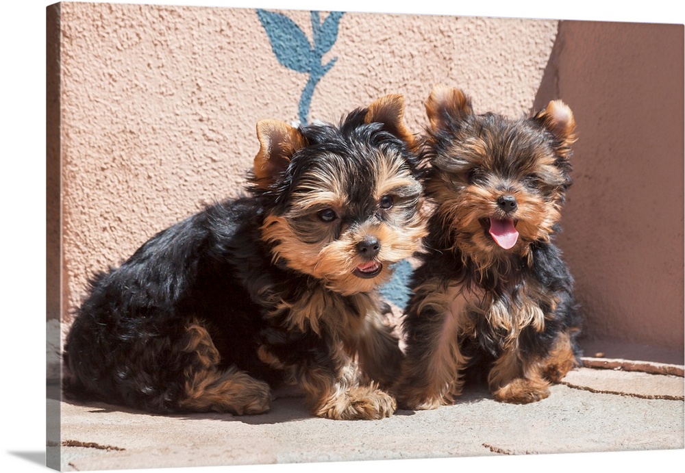 Yorkshire Terrier Puppies sitting.